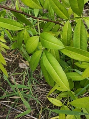 Zanthoxylum armatum