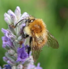 Bombus humilis