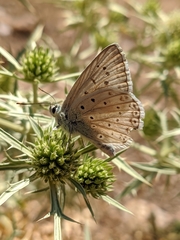 Polyommatus albicans