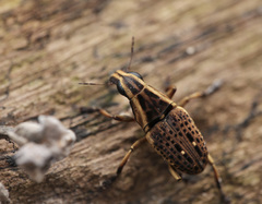 Oxyderes frenatus