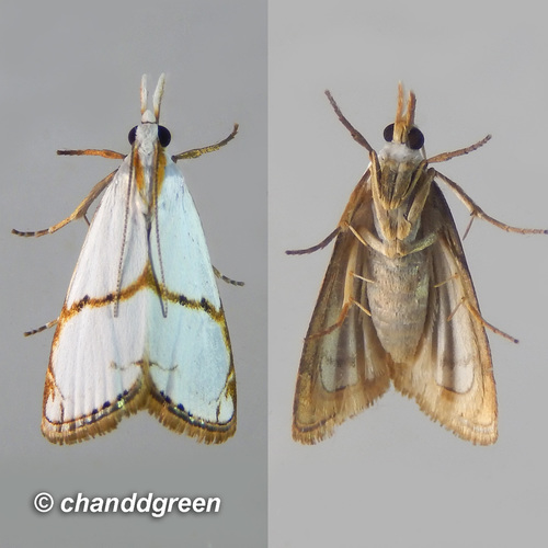 Pseudargyria interruptella Walker, 1866