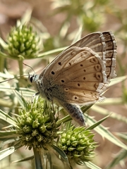 Polyommatus albicans