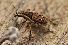 Oxyderes frenatus