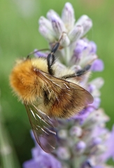 Bombus humilis