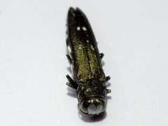 Agrilus ater