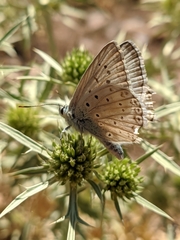 Polyommatus albicans