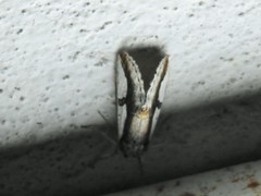 Euscirrhopterus poeyi