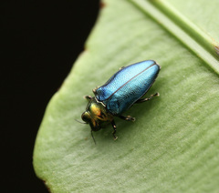 Endelus cupido