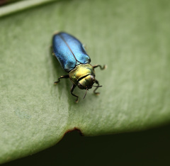 Endelus cupido