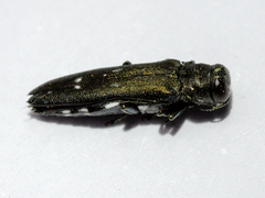 Agrilus ater