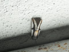 Euscirrhopterus poeyi