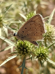 Polyommatus albicans