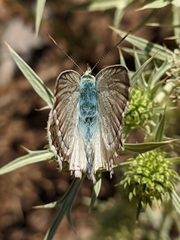 Polyommatus albicans