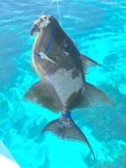 Balistes vetula