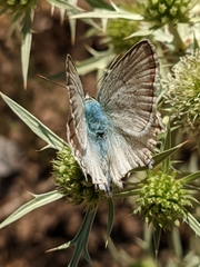 Polyommatus albicans