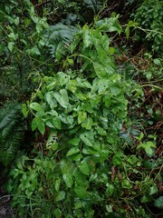 Calystegia purpurata