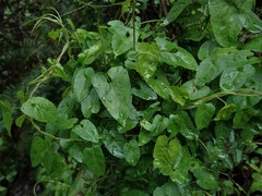 Calystegia purpurata