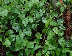 Calystegia purpurata