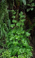 Tellima grandiflora