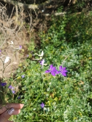 Delphinium consolida paniculatum