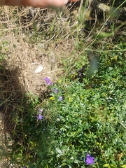 Delphinium consolida paniculatum