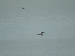 Aechmophorus clarkii