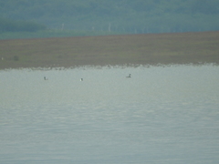 Aechmophorus clarkii