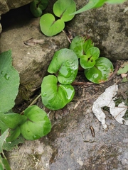 Lysimachia christinae