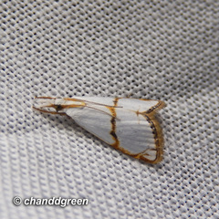 Pseudargyria interruptella