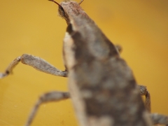 Cosmogaster lateralis