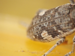 Cosmogaster lateralis