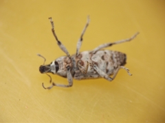 Cosmogaster lateralis