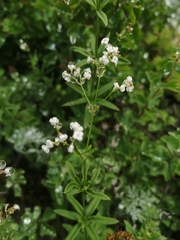 Galium paniculatum