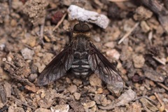 Chrysanthrax vanus