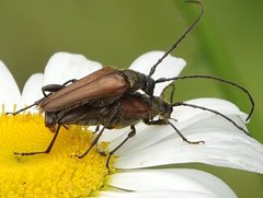 Trachysida mutabilis