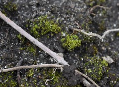 Bryopsida