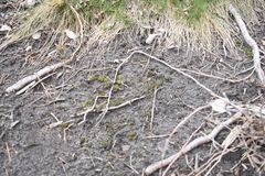 Bryopsida
