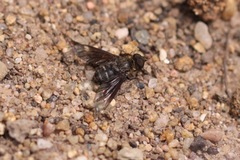 Chrysanthrax vanus