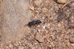 Miscophini
