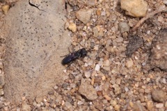 Miscophini