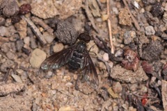 Chrysanthrax vanus