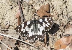 Melanargia galathea