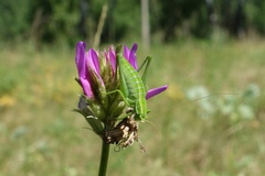 Poecilimon intermedius