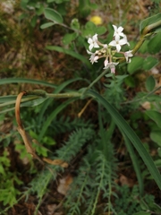 Diarthron altaica