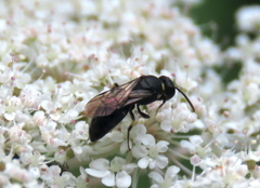 Hylaeus modestus