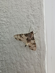 Azochis rufidiscalis