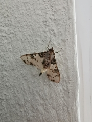 Azochis rufidiscalis