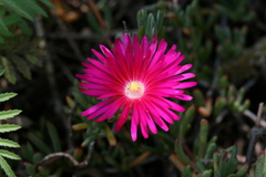 Lampranthus coccineus