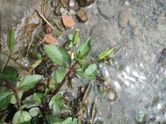 Erythranthe szechuanensis