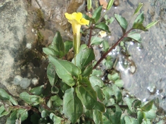 Erythranthe szechuanensis